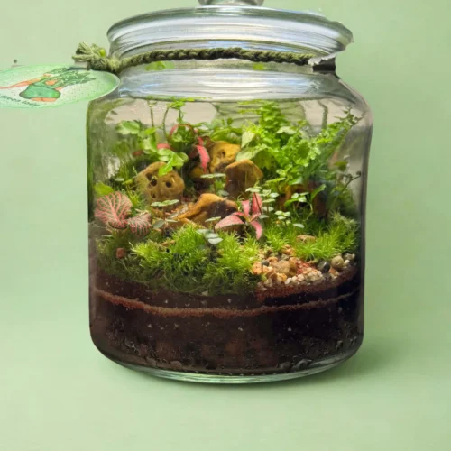 Ready-Built Terrariums