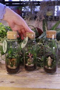 A group of 3 500ml glass carafes with cork lids filled with ecosystems of plants, stone, and moss on a botanical backdrop, a hand is reaching into the frame to touch the middle terrarium.