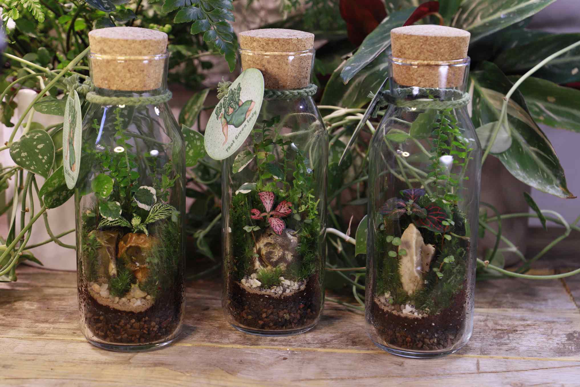 A group of 3 500ml glass carafes with cork lids filled with ecosystems of plants, stone, and moss on a botanical backdrop, a hand is reaching into the frame to touch the middle terrarium.