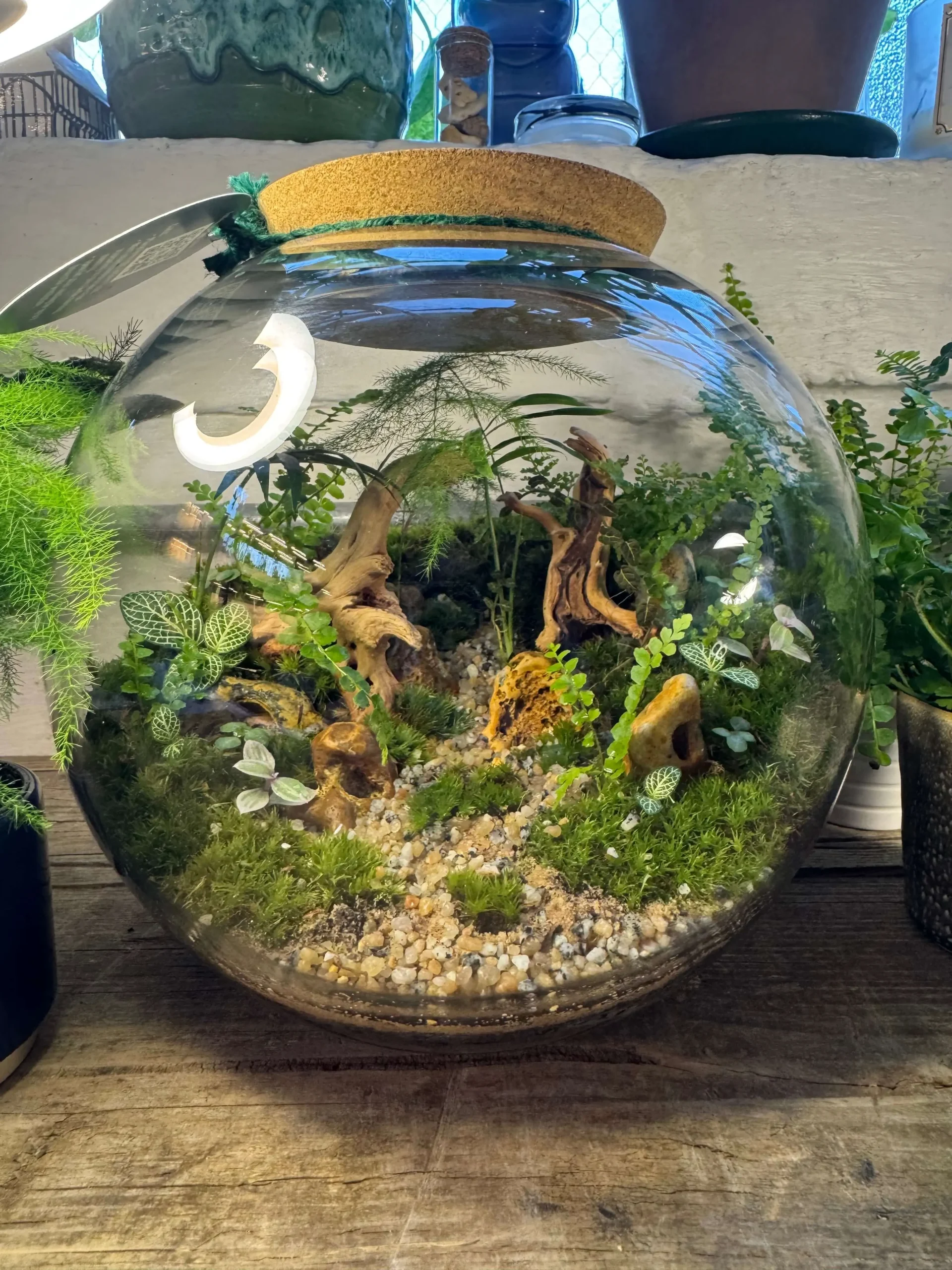 A spherical Terrarium with tropical plants and Spiderwood branches.