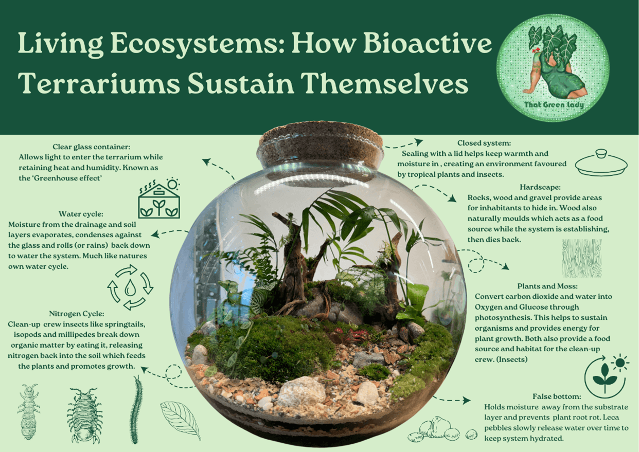An informative poster about how bioactive terrariums sustain themselves