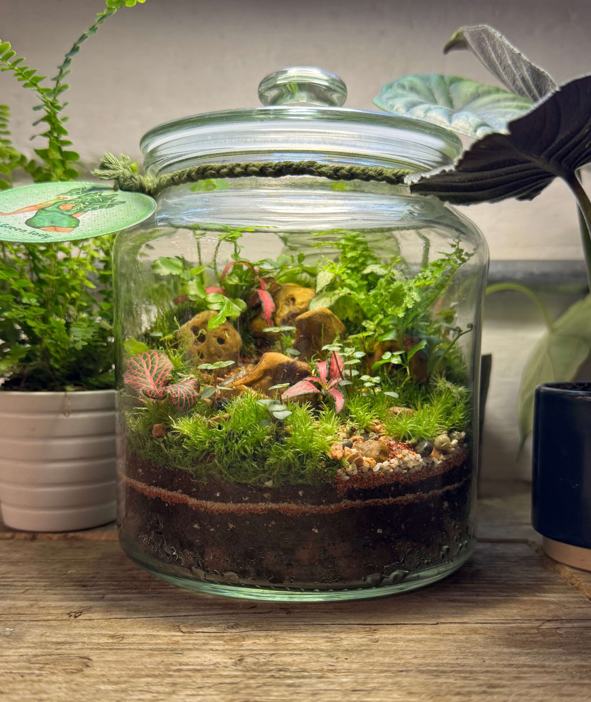 1.9L Cookie Jar Terrarium Workshop 24th April