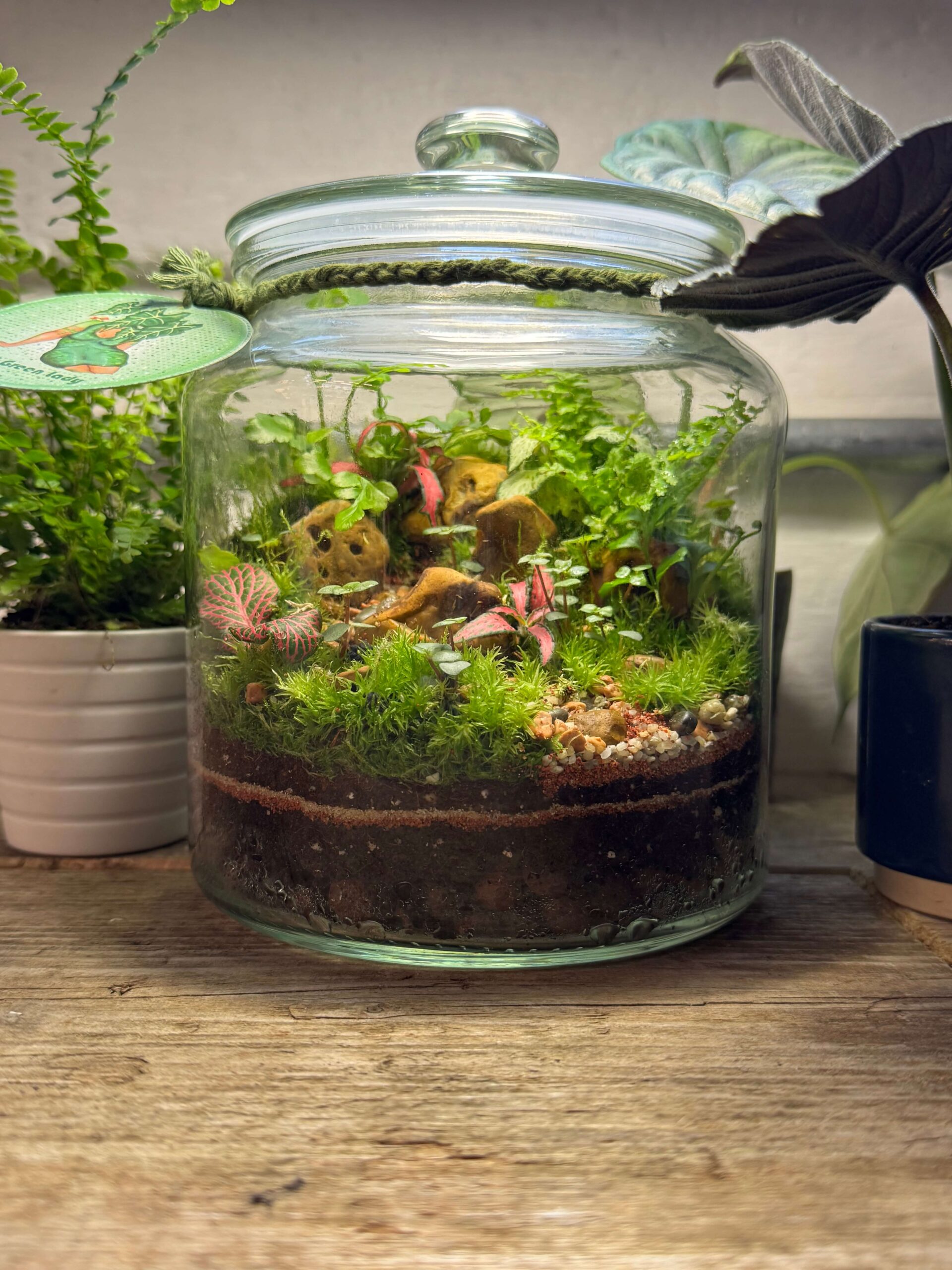 A 1.9L cookie jar shaped terrarium with a selection of plants, moss and hardcape in neutrals, greens and pinks. On a wooden base with a white wall background.