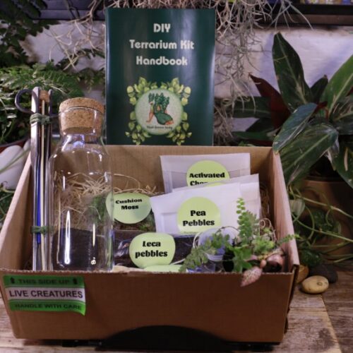 A DIY Terrarium Kit with plants, soil, leca, moss and activated charcoal with a 500ml carafe. A handbook sits on top of the box. Botanical background.