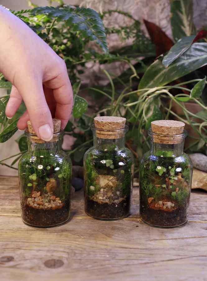 A group of 3 mini bottle terrariums on a botanical background with a hand touching the terrarium on the left.