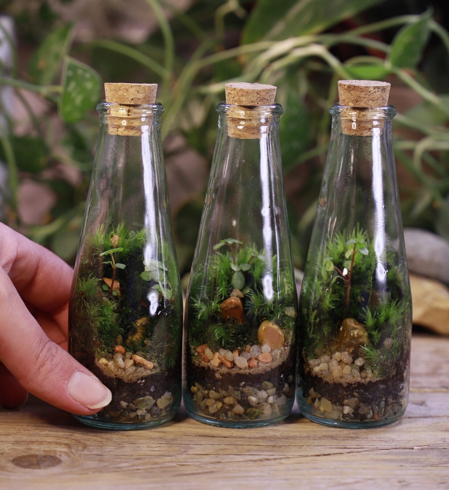 A set of 3 mini conical bottle terrariums on a botanical background. A holds onto the left terrarium.