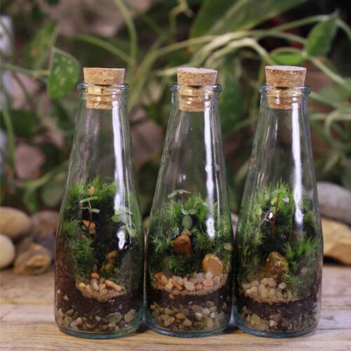 A set of 3 mini conical bottle terrariums on a botanical background.